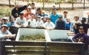 Grape harvest 1995