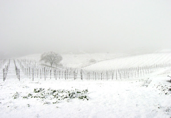 Brosseau Vineyard - Winter 2016