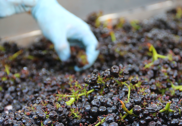 Testarossa Winery Partners Vineyard Grapes