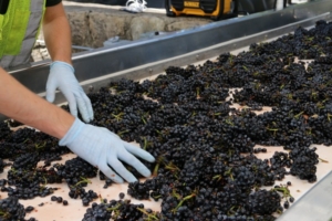 Grape Sorting at the Harvest Experience